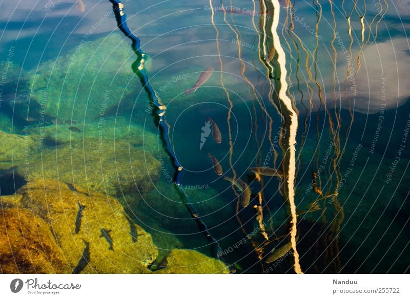 levels of perception Fish Group of animals Flock Multicoloured Harbour Surface of water Reflection Rock Navigation Mast Sky South Vacation & Travel