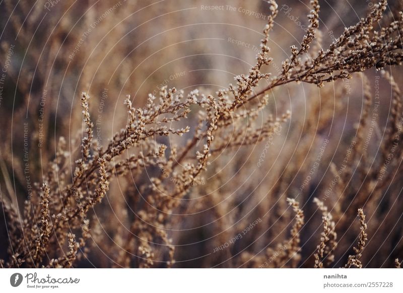 Dried beautiful plants in autumn Environment Nature Plant Summer Autumn Foliage plant Wild plant Esthetic Dark Authentic Long Near Natural Beautiful Dry Warmth