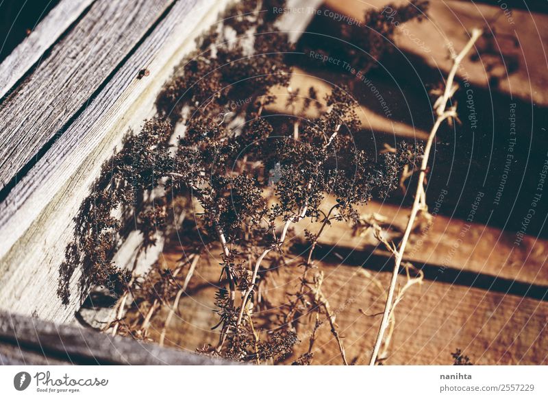 Dried plants viewed through an old window Environment Nature Plant Summer Autumn Wild plant Wood Glass Crystal Old Poverty Authentic Broken Small Natural Dry