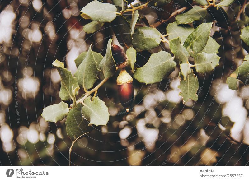 Acorn and tree leaves in autumn Environment Nature Sunlight Autumn Winter Tree Leaf Blur Forest Esthetic Authentic Simple Fresh Beautiful Natural New Wild Brown