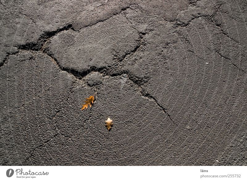 tracks Autumn Leaf Street Old Yellow Gray Transience Change Asphalt Crack & Rip & Tear Colour photo Exterior shot Structures and shapes Deserted Copy Space left