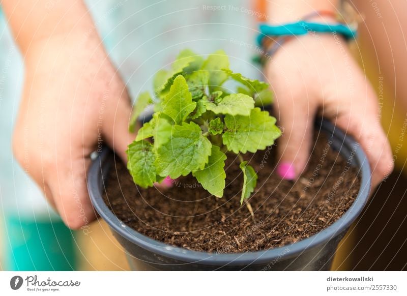 children's hands Parenting Education Kindergarten Child Study Environment Nature Plant Curiosity plants Experience Infancy Children`s hand Colour photo Close-up