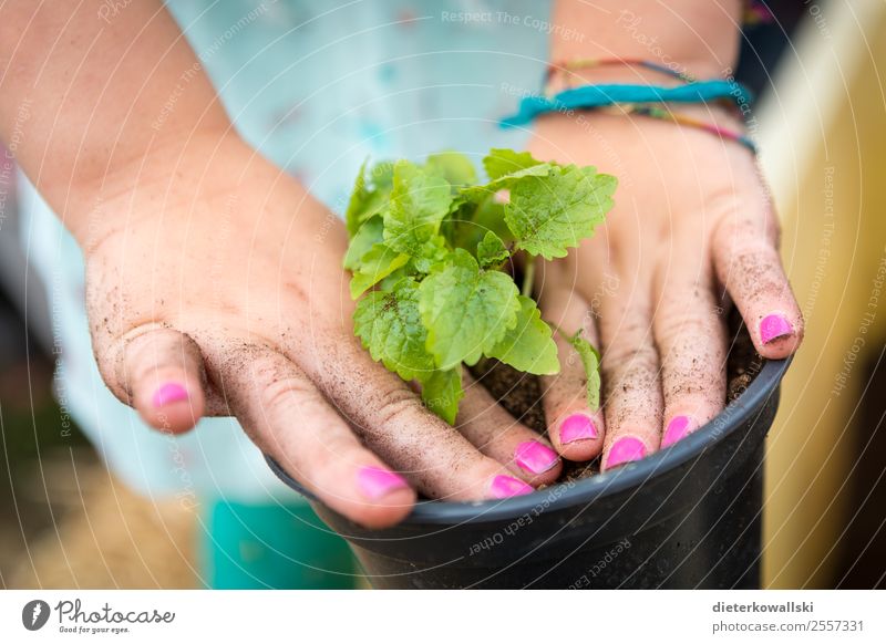 children's hands Parenting Education Kindergarten Child Study Gardening Human being Fingers Environment Nature Plant Discover plants Colour photo