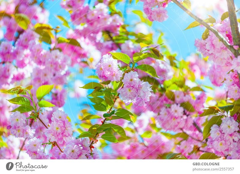 Cherry blossoms - Japanese flower cherry [10042011_0018] Environment Nature Landscape Plant Sun Spring Beautiful weather Tree Blossom Agricultural crop Garden