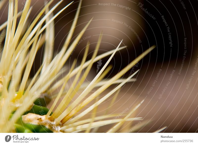 Painful things, seen close up, can sometimes be beautiful. Nature Point Cactus Thorn Thorny Delicate Blur Plant Exotic Colour photo Close-up Detail