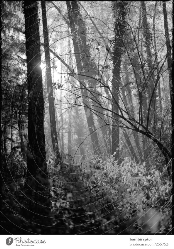 alien Environment Nature Plant Weather Tree Bushes Forest Exotic Fragile Branchage Delicate Analog Black & white photo Exterior shot Sunlight Sunbeam Back-light