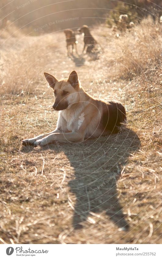 Dogs Nature Plant Animal Sun Sunlight Autumn Beautiful weather Grass Wild plant Pet Animal face 3 Group of animals Relaxation Emotions Climate Colour photo