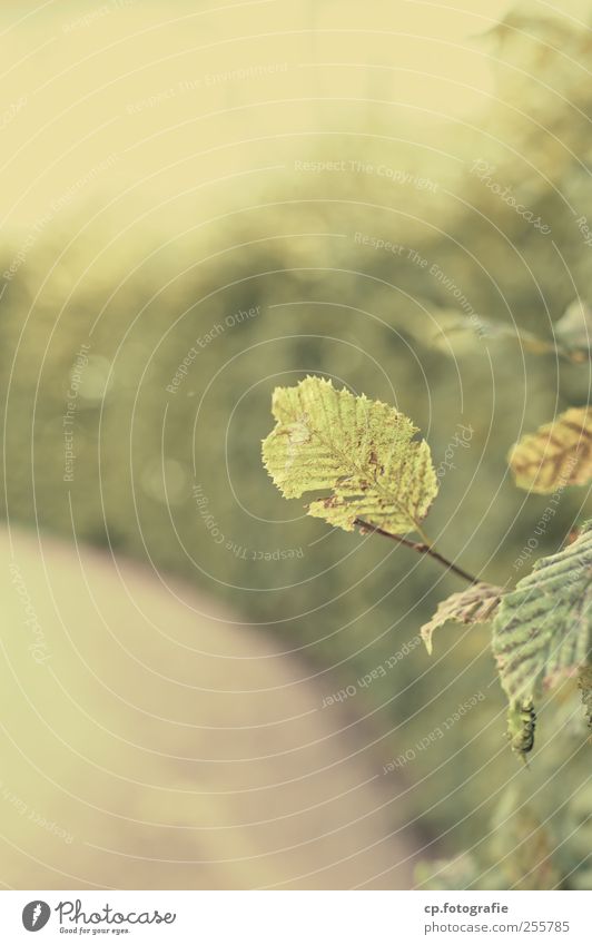 plant wall Nature Plant Sunlight Summer Autumn Weather Bushes Leaf Foliage plant Garden Park Natural Exterior shot Day Shallow depth of field