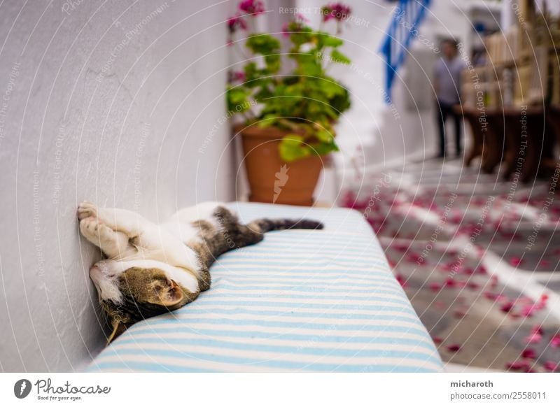 Sleeping cat Vacation & Travel Tourism Trip Summer Summer vacation Mykonos Greece Village Fishing village Wall (barrier) Wall (building) Stairs Animal Pet Cat