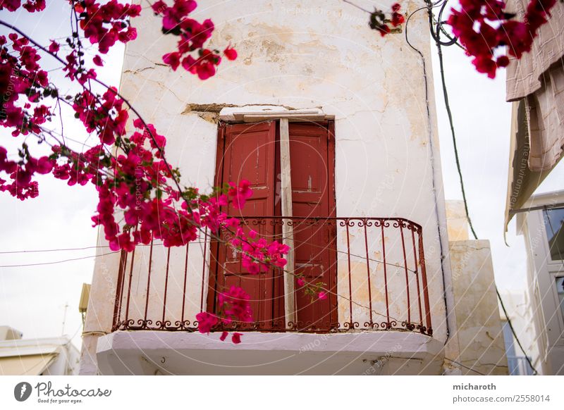 Door behind flowers Vacation & Travel Tourism Trip Adventure Sightseeing Summer Summer vacation Living or residing Flat (apartment) Plant Tree Flower Blossom