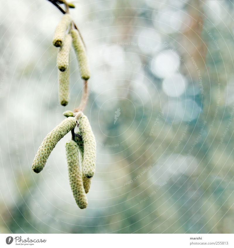 birch fruits Environment Nature Plant Sky Autumn Winter Tree Bright Birch tree Fruit Blur Suspended Colour photo Exterior shot Deserted Sagging Detail