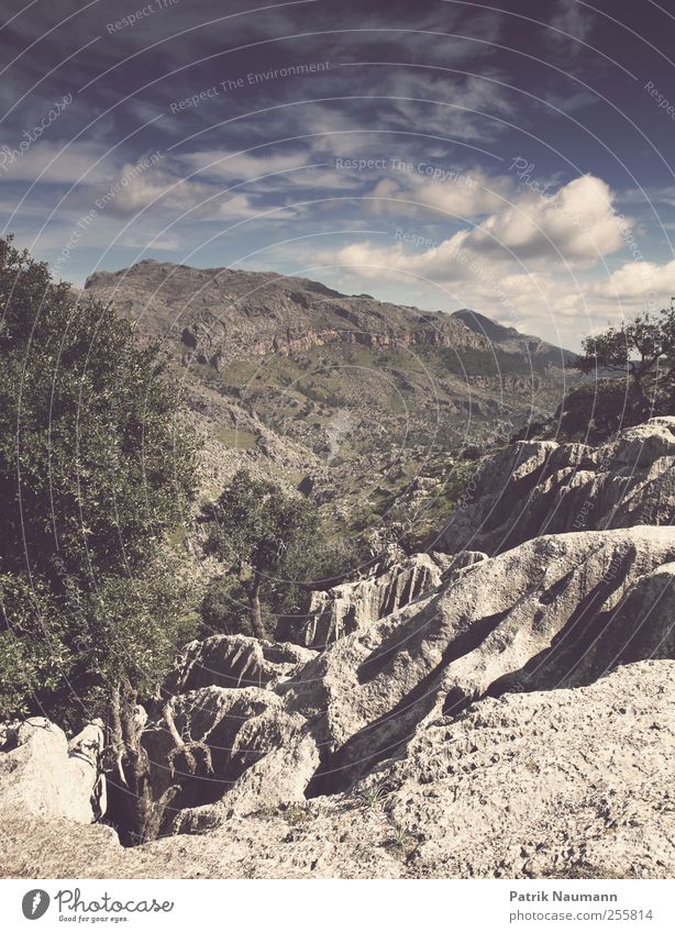 mountain panorama Vacation & Travel Trip Adventure Far-off places Freedom Mountain Landscape Sky Clouds Tree Forest Peak Esthetic Gigantic Wanderlust