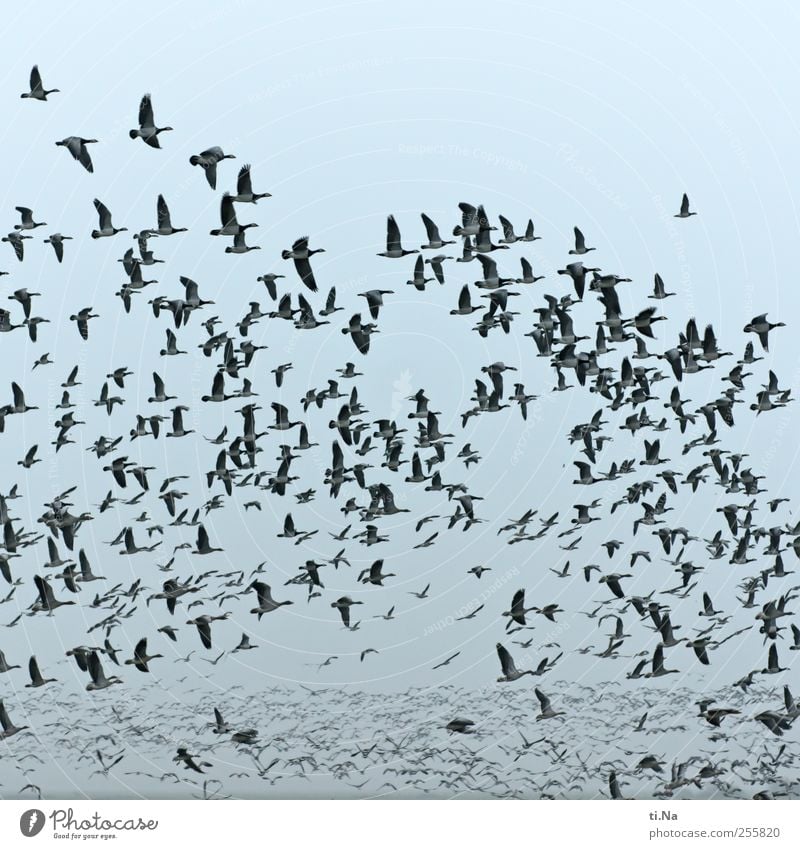 always follow me Wild animal Bird Wing Wild goose Migratory bird Flock Flying Free Gigantic Freedom Many Flight of the birds Flock of birds Deserted