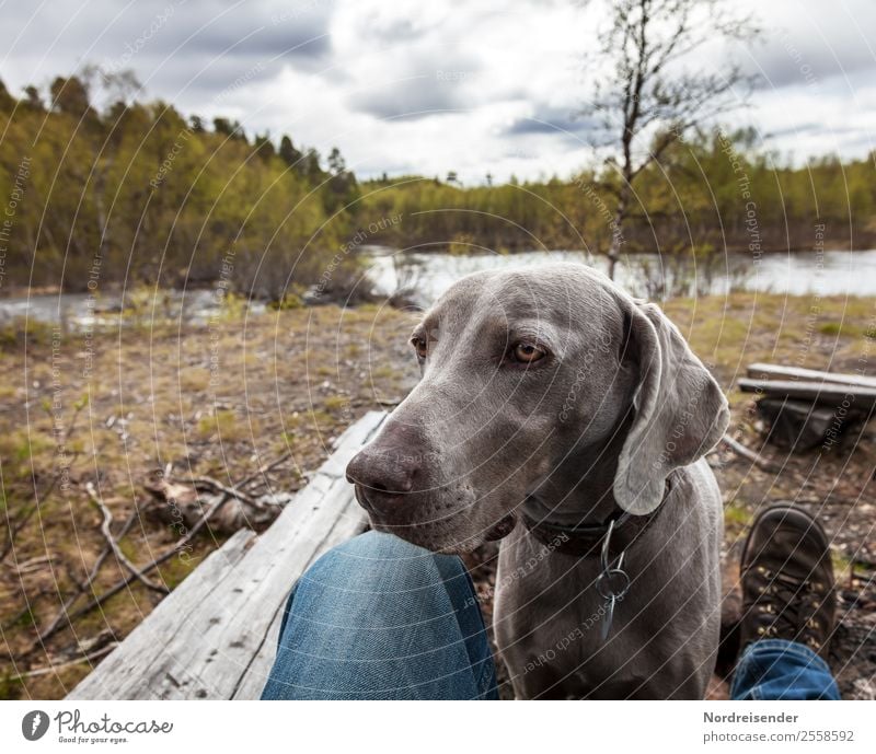 best friend Trip Freedom Hiking Human being Man Adults Nature Lakeside River bank Hiking boots Animal Pet Dog Communicate Friendliness Curiosity Love of animals