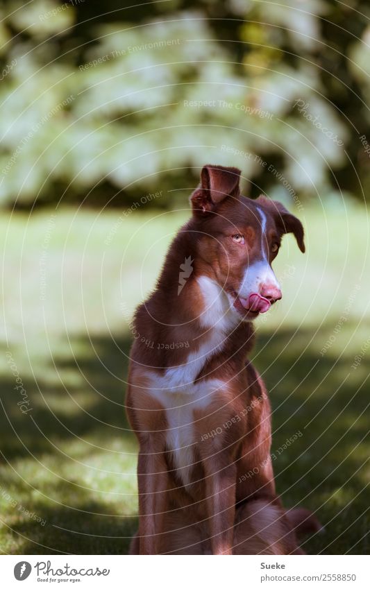 Sweet Eyes - flirting young dog Joy Garden Pet Dog Animal face 1 Glittering Leisure and hobbies puppy-eyed Sheepish playing time Impish Sunlight Provocative