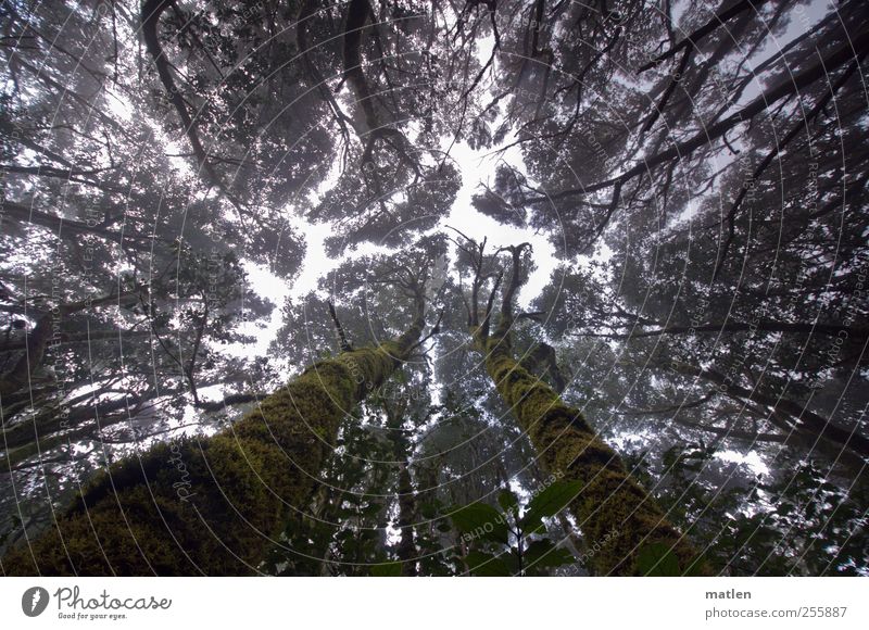 cloud forest Plant Sky Climate Tree Moss Forest Dark Gigantic Creepy Tall Green Fog Aspire Cloud forest Tree trunk mossy Subdued colour Exterior shot Day