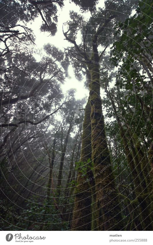 cloud forest Landscape Plant Sky Climate Fog Tree Forest Virgin forest Dark Creepy Brown Green Juniper Cloud forest Subdued colour Exterior shot Day Back-light