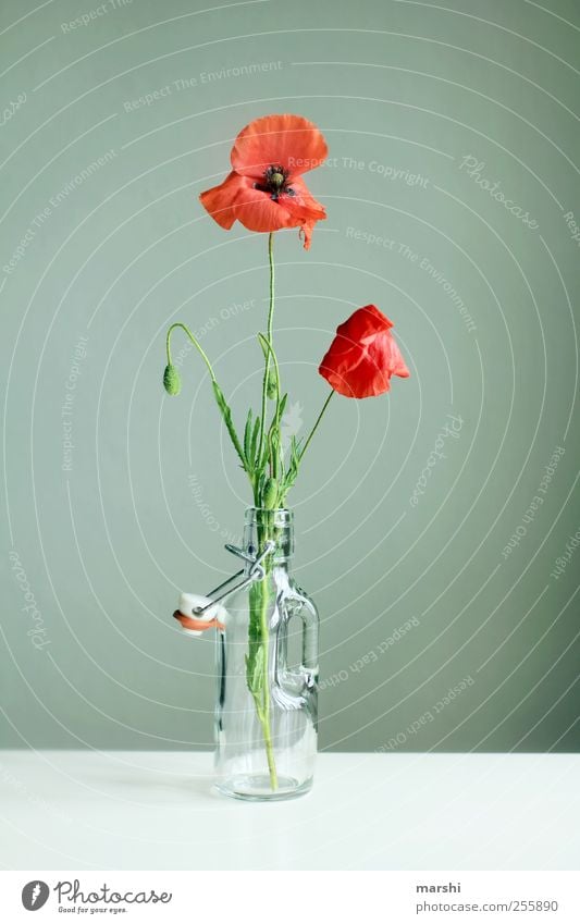 flowering 2nd Advent Nature Plant Flower Green Red Poppy Poppy leaf Poppy blossom Blossoming Vase Baby's bottle Decoration Colour photo Interior shot