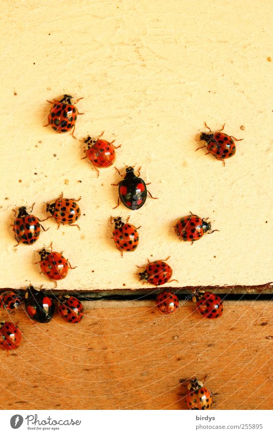 many different ladybugs in bird's eye view Ladybird Many Positive Group of animals Crawl Good luck charm Happy Style Beetle individuality Appearance Difference