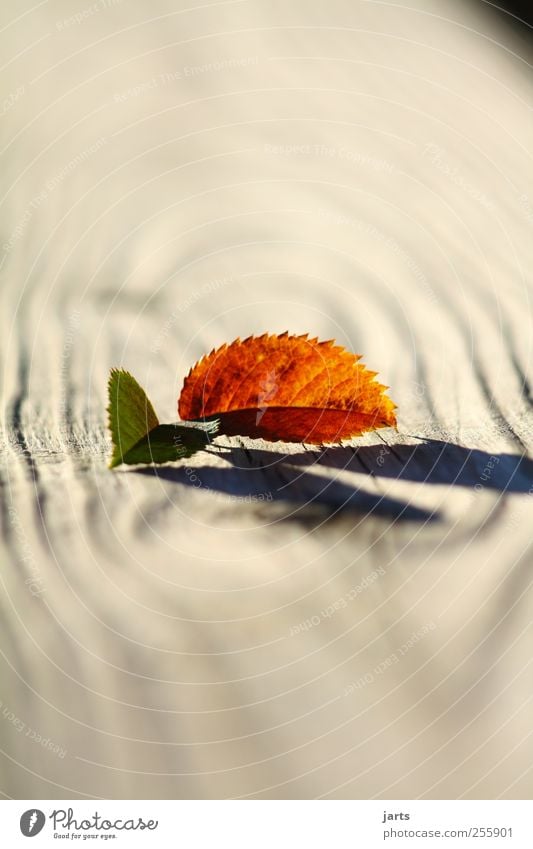 two Autumn Beautiful weather Plant Leaf Contentment Serene Calm Nature Wood Colour photo Exterior shot Close-up Deserted Copy Space top Copy Space bottom Day