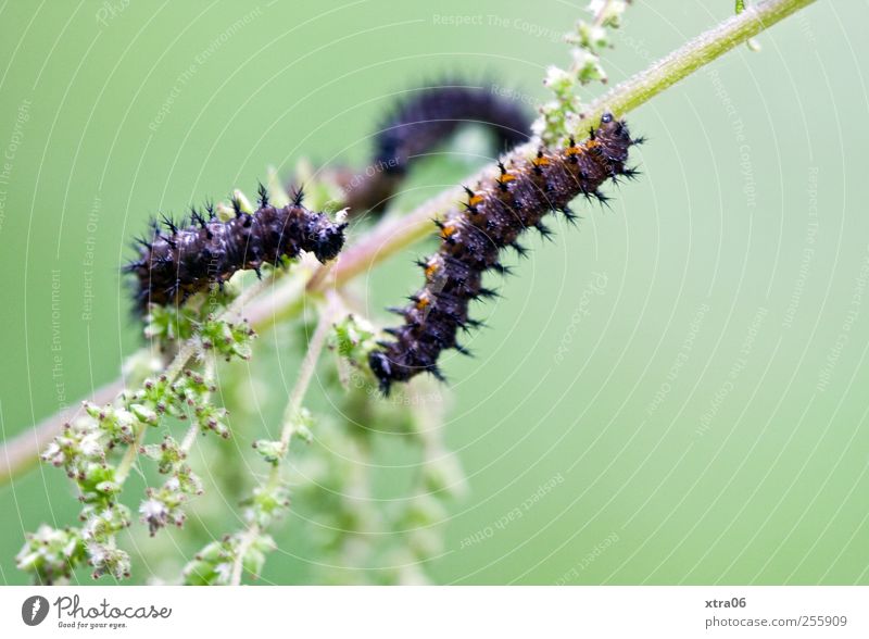 flower predator Environment Animal Plant Garden Meadow Wild animal Butterfly 3 Esthetic Caterpillar Green Stalk Colour photo Exterior shot Close-up Detail