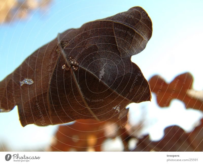 autumn leaf Autumn Leaf Autumn leaves Close-up Detail Limp