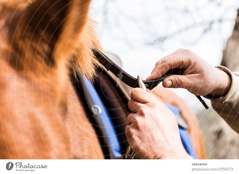 Man saddling a horse and tighten the girth. Ride Decoration Sports Human being Masculine Young man Youth (Young adults) Adults Hand 1 18 - 30 years Clothing