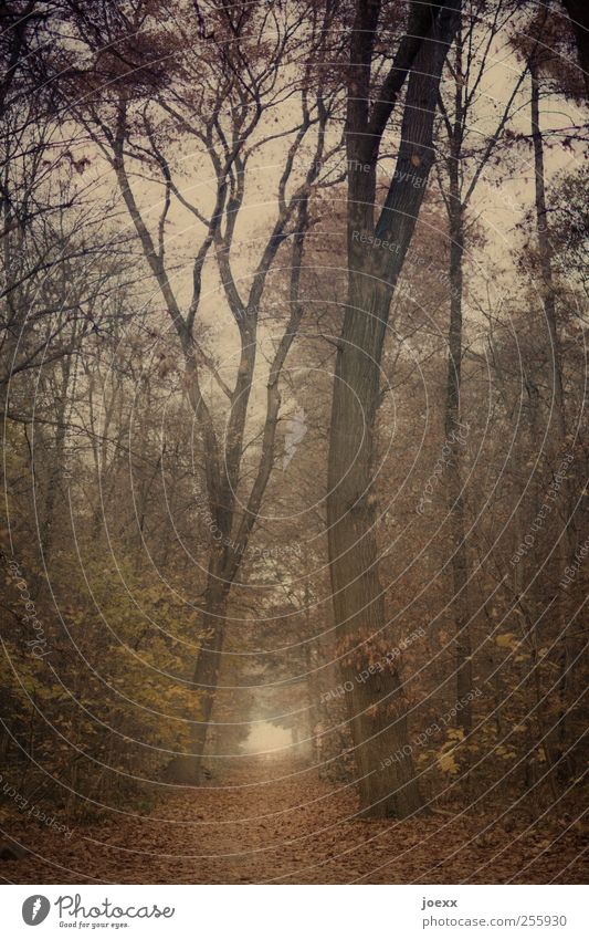 Autumn antique Nature Sky Fog Tree Forest Lanes & trails Old Large Brown Yellow Green Belief Religion and faith Hope Idyll Footpath Picturesque Colour photo