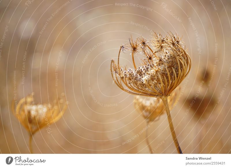 Dry blossom in Sardinia Painting and drawing (object) Environment Plant Summer Autumn Flower Grass Blossom Wild plant Daisy Family Field Brown Yellow Gold