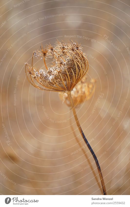 dried flower Plant Flower Grass Blossom Foliage plant Daisy Family Faded Brown Yellow Meadow flower Drought Dried flower Colour photo Subdued colour