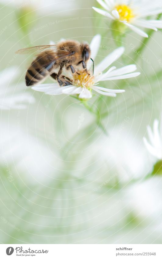 succumbing to temptation Nature Plant Flower Animal 1 Blossoming White Sprinkle Bee Flowering plant Easy Ease Delicate Beautiful Detail Macro (Extreme close-up)