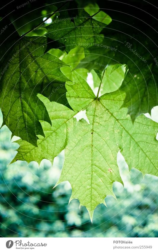 Green Autumn Nature Plant Tree Leaf Maple leaf Maple tree Park Forest Cold Blue Growth Colour photo Exterior shot Deserted Day Contrast Silhouette