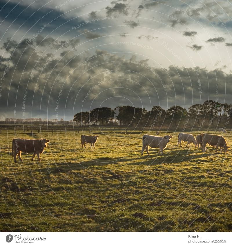 Cows in Schleswig-Holstein under Tunisian sky Agriculture Forestry Environment Nature Landscape Sky Clouds Autumn Climate Beautiful weather Meadow Animal