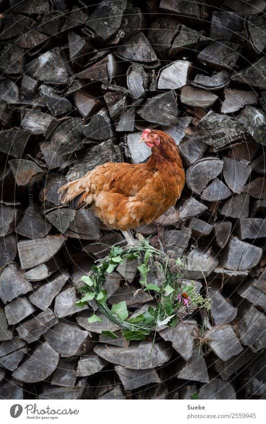 Posing Chicken - Chicken on wood log Animal Barn fowl 1 Sit village beauty Brownish Red Gray Stack of wood Flower wreath Wreath Firewood Curiosity Posture