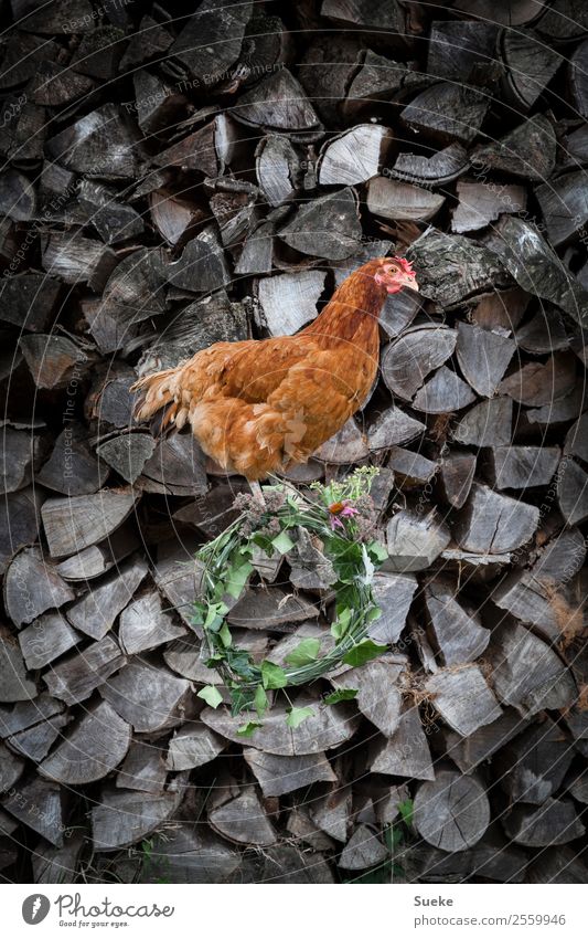 Posing Chicken - Chicken on wood log Animal 1 Sit village beauty Rustic posing chicken Free-range rearing happy chicken Curiosity Brownish Red Stack of wood