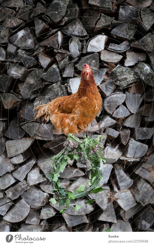 Posing Chicken - Chicken on wood log Animal Farm animal Barn fowl Wreath Flower wreath Stack of wood Firewood Wood Sit Gray Green Red village beauty Brownish