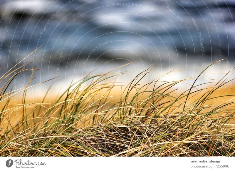 Sylt Dungrass Nature Landscape Beautiful weather Grass Coast Beach North Sea Joy Dream Island Dune Ocean Waves Water Colour photo Copy Space top Day Blur