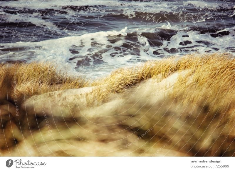 Place in the dunes Water Coast Beach North Sea Contentment Joie de vivre (Vitality) Spring fever Optimism Marram grass Places Waves Sand