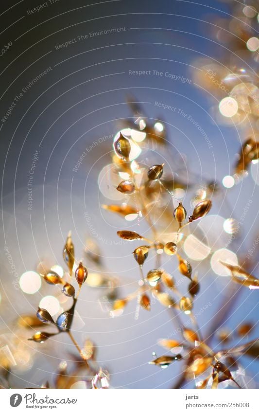 glamorous Nature Landscape Drops of water Sky Autumn Beautiful weather Plant Grass Fresh Glittering Bright Natural Gold Optimism Trust Serene Calm Hope