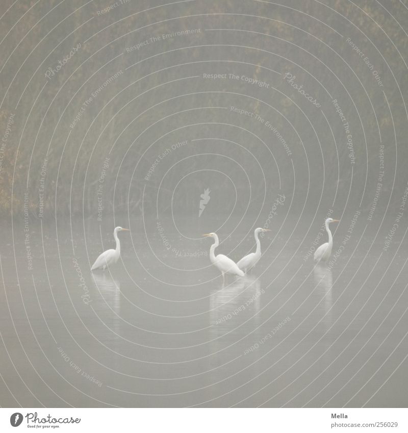 Together Environment Nature Landscape Animal Water Fog Lakeside Pond Bird Heron Great egret 4 Group of animals Looking Stand Natural Gloomy Gray Idyll Calm