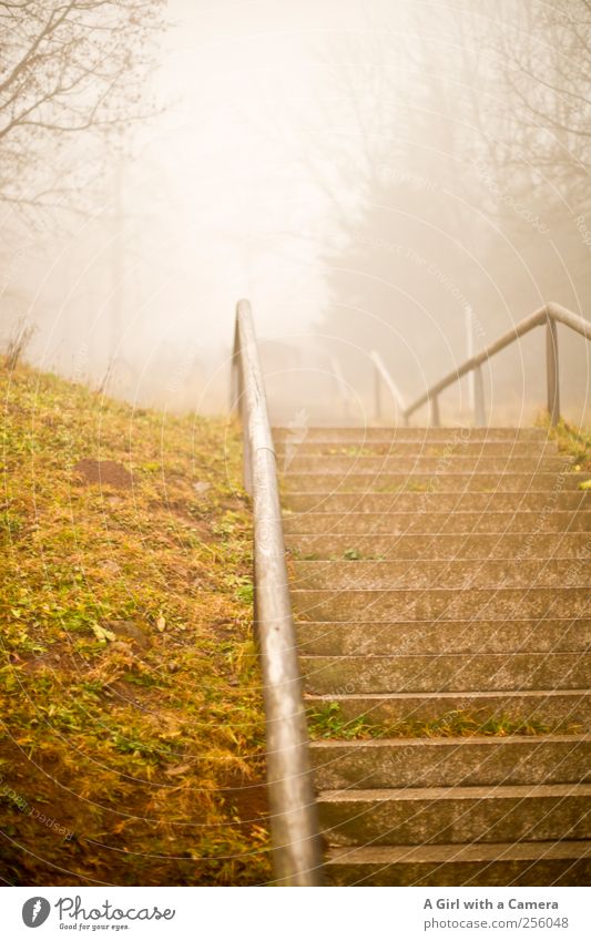 Up! Nature Landscape Autumn Winter Bad weather Fog Tree Grass Hill Tall Steep Stairs kreuzberg rhön Stone steps Banister Subdued colour Exterior shot Deserted