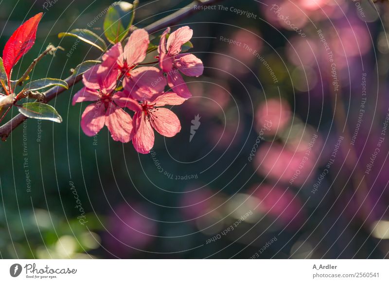 pink blossom Summer Nature Plant Beautiful weather Flower Bushes Blossom Garden Multicoloured Violet Pink Red Black Spring fever Twigs and branches Blur