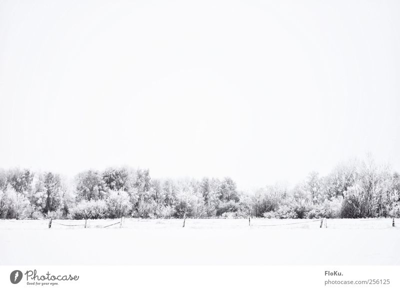 Lost Environment Nature Landscape Clouds Winter Bad weather Ice Frost Snow Tree Field Forest Cold Gloomy White Fence Gray Minimalistic Snowscape Snow layer