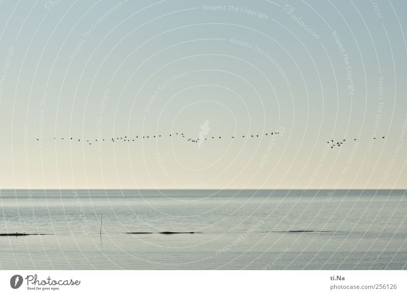 world heritage site Landscape Water Sky Cloudless sky Autumn Beautiful weather Mud flats North Sea North Sea coast Wild animal Bird Group of animals Flock