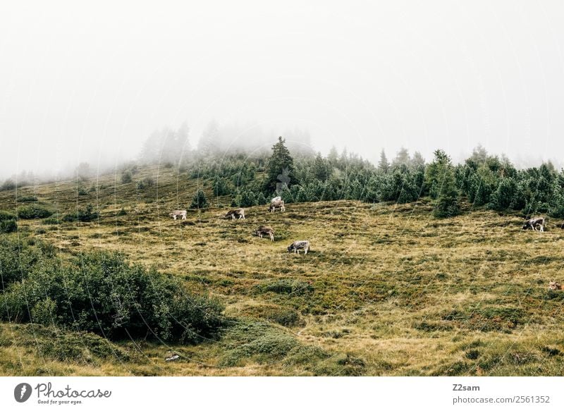 Cows in the Pitztal valley Mountain Hiking Nature Landscape Bad weather Fog Meadow Forest Peak Farm animal Herd Stand Sustainability Gloomy Friendship Together