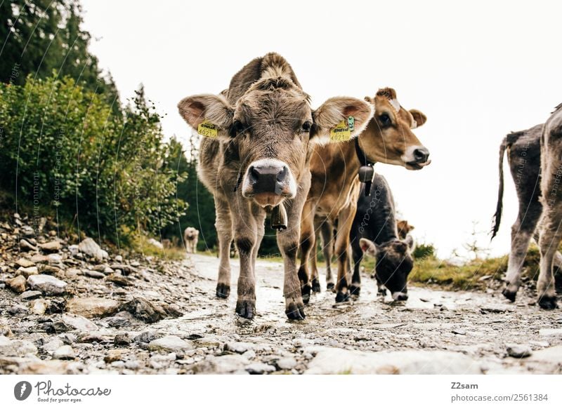 Pitztal young cattle Mountain Hiking Nature Landscape Autumn Bushes Alps Farm animal Cow 4 Animal Herd Observe Looking Stand Brash Together Curiosity Cute Calm