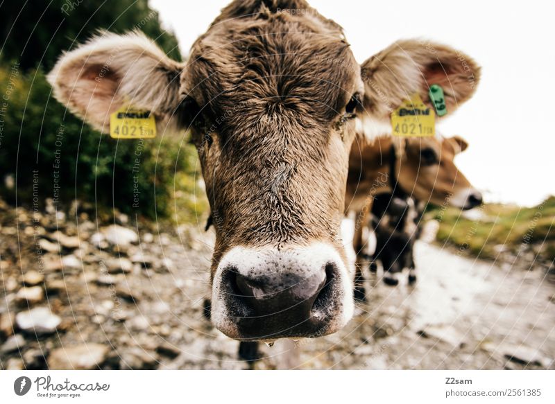 Pitztal young cattle Feasts & Celebrations Nature Landscape Autumn Alps Mountain Animal Farm animal Cow 1 Looking Stand Curiosity Cute Calm Idyll Sustainability