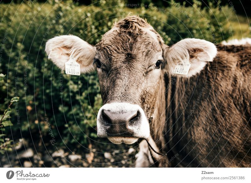 Pitztal calf Mountain Hiking Nature Landscape Beautiful weather Bushes Meadow Animal Farm animal 1 Looking Natural Curiosity Cute Love of animals Serene Calm