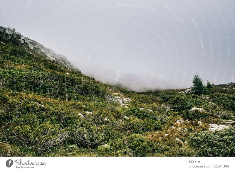 Mount Venet Mountain Hiking Environment Nature Landscape Autumn Bad weather Fog Bushes Meadow Forest Alps Threat Natural Green Sadness Apocalyptic sentiment