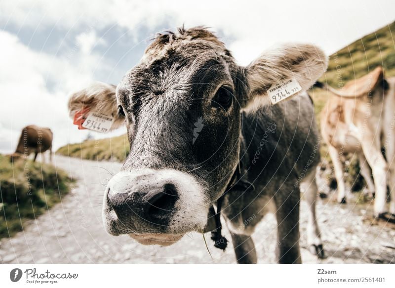 Pitztal cow Mountain Hiking Feasts & Celebrations Nature Landscape Sky Clouds Summer Beautiful weather Farm animal Cow 1 Animal Herd Looking Friendliness